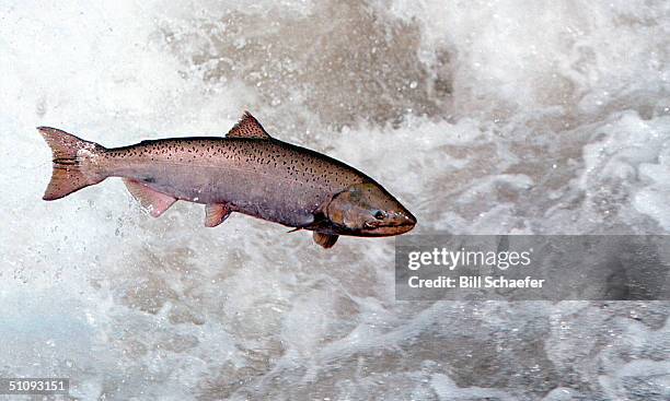 Chinook Salmon Leaps Through White Water May 17, 2001 In The Rapid River In Idaho As It Attempts To Clear A Migration Barrier Dam. Ideal Stream And...