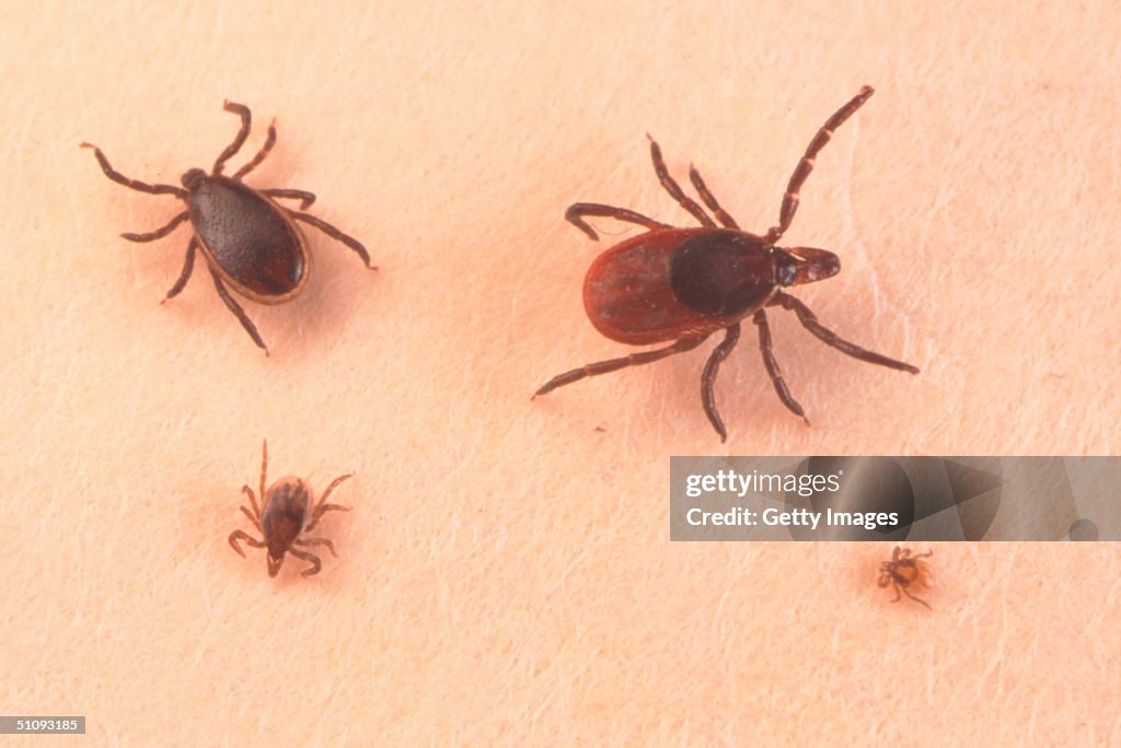 Close Up Of An Adult Female An Adult Male Nymph And Larva Tick Is Shown June 15 2001