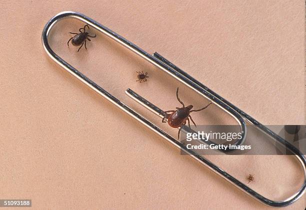 Close Up Of An Adult Female, An Adult Male, Nymph And Larva Tick Is Shown June 15, 2001 Next To A Paper Clip. Ticks Cause An Acute Inflammatory...