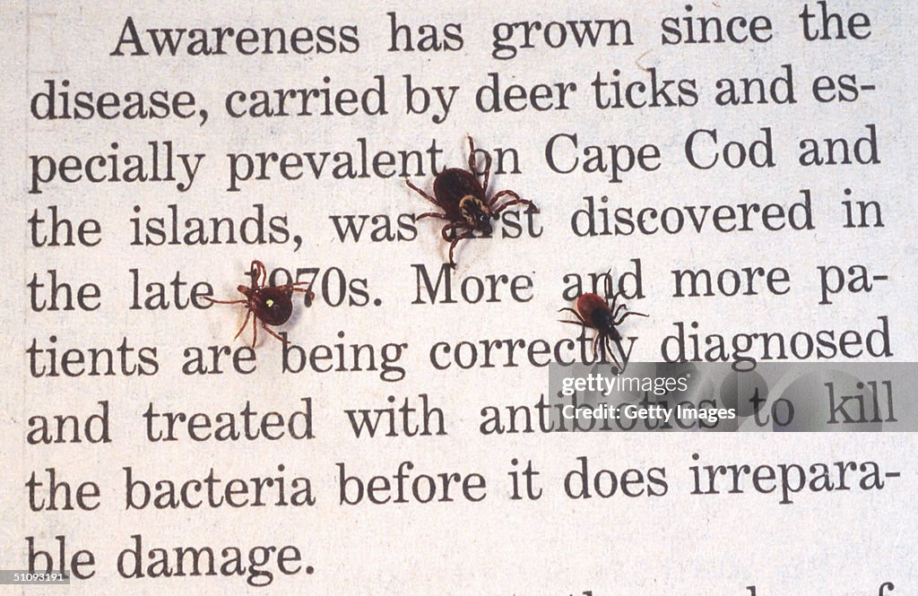 Close Up Of An Adult Female Deer Tick Dog Tick And A Lone Star Tick Are Shown June 15