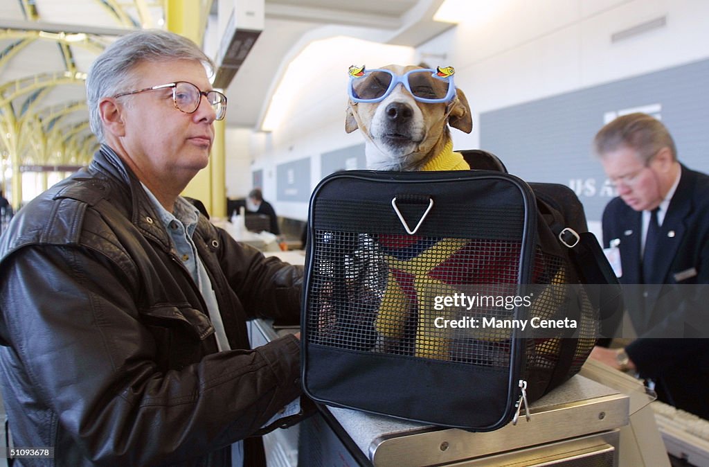 F Andy Messing Jr Checks In At An Airline Counter With His Pet Dick The Dog For A Fli