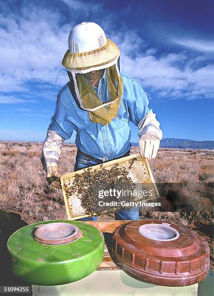Beekeeeper Holds Honeybees That Are Helping Researchers At Sandia National Laboratories And The University Of Montana Determine Whether Foraging Bees...