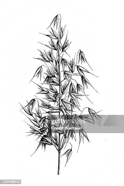 oat (avena sativa) - avena stock illustrations