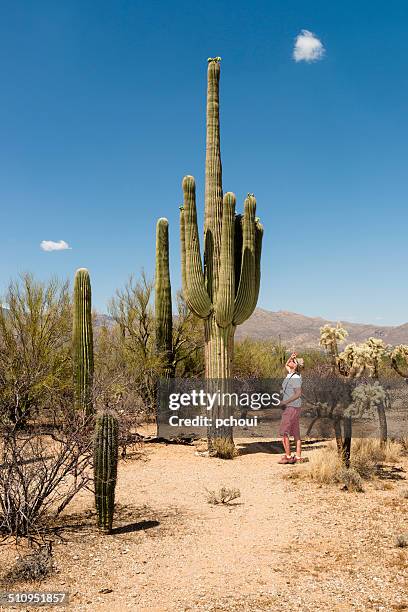 1.984 fotos e imágenes de Tucson Saguaro - Getty Images