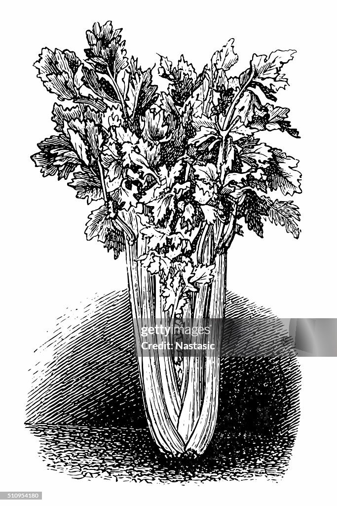 Celery