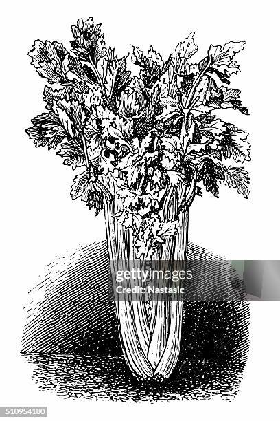 celery - portuguese food stock illustrations