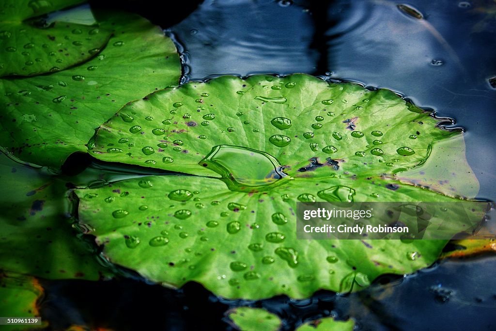 Lily pad