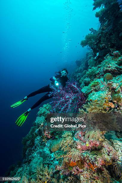 diving the drop off's in palau - micronesia - grotto cave stock pictures, royalty-free photos & images