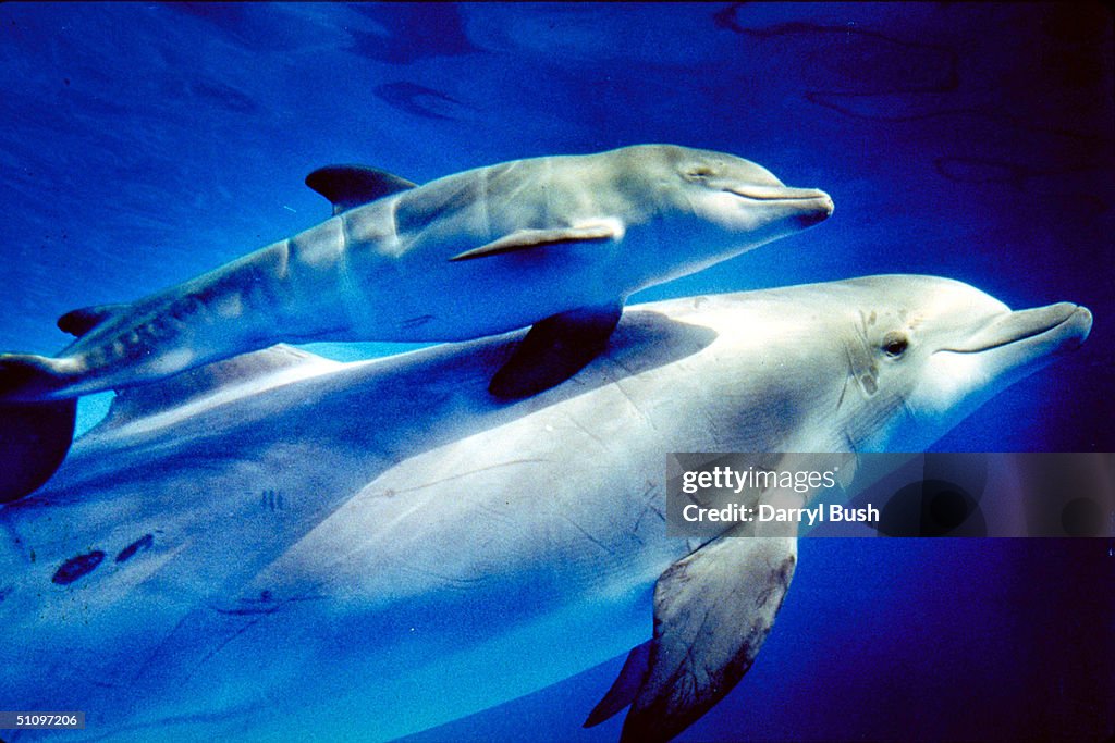An Atlantic Bottle Nosed Dolphin Mother And Calf Swim Together In Vallejo Ca In 1994