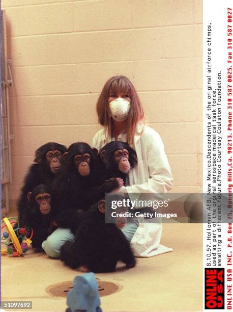 Holloman Afb, New Mexico, Descendents If The Orginal Airforce Chimps, Used As Part Of The Orginal Aerospace Medical Task Force, Awaiting A Different...