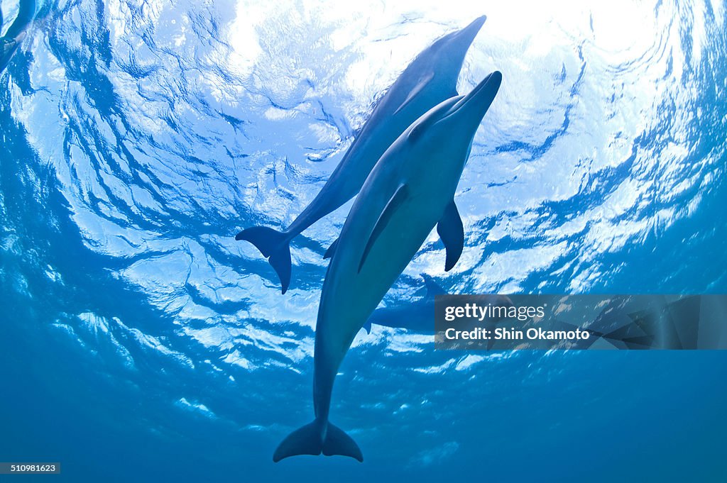 Dolphins