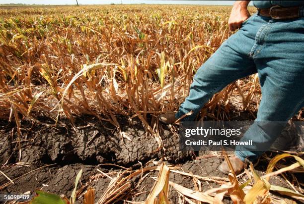 July 25, 1998 - Wharton County, Texas - Usa -Farmer David Stelzel Stands Over The Cracked Earth In His Sorghum Field Damaged By The Worst Drought He...