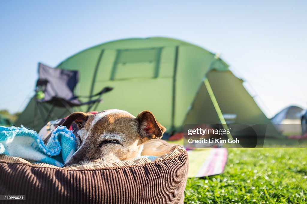 Dog sleeping outside camping tent