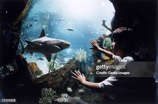 In Final-Day Preparation For Its May 15 Opening, Oceanic Adventures Newport Aquarium Is Adding More Deadly Predators To Its 850,000-Gallon Surrounded...