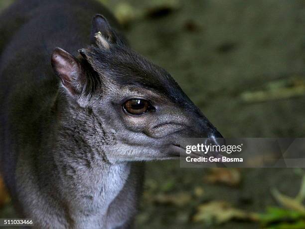 cheeky blue duiker antelope - antílope mamífero ungulado - fotografias e filmes do acervo