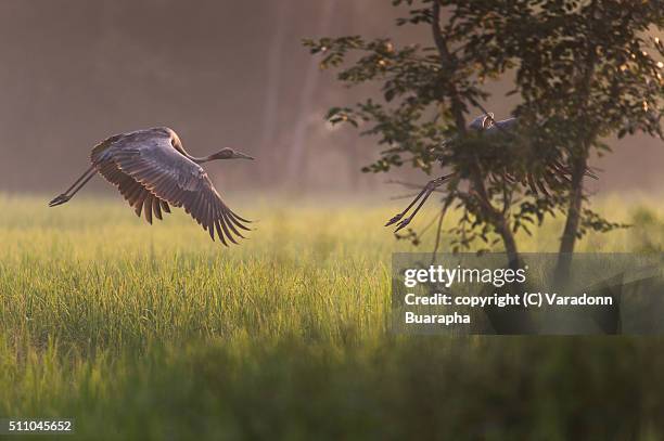 young eastern sarus crane (grus antigone) which extinct in the wild in the 1980s was release to nature at huay jorrakaemak reservoir non-hunting area,burirum,thailand - preen stock pictures, royalty-free photos & images