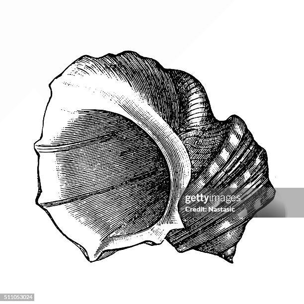 River Shells Vector 1,624 River Shells Stock Photos, High-Res Pictures, and Images - Getty ...