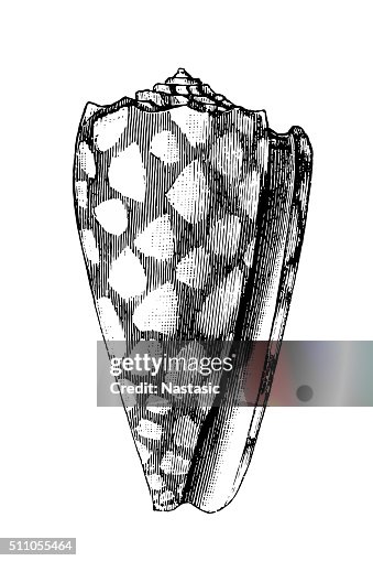 Marbled Cone (Conus Marmoreus) Marbled Cone (Conus Marmoreus)
