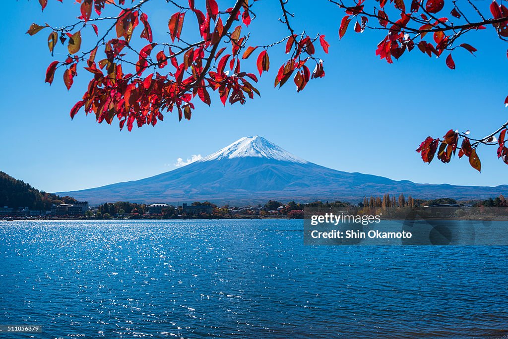 Mt.Fuji with autumn leaves