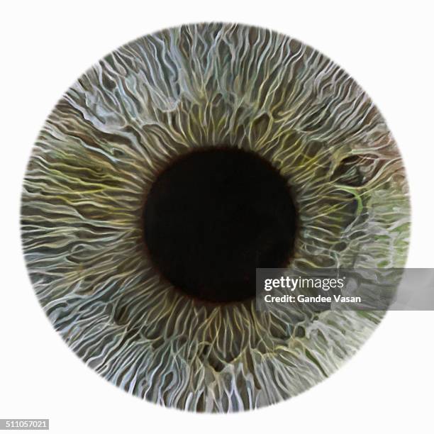 greeniris - concentric stock pictures, royalty-free photos & images