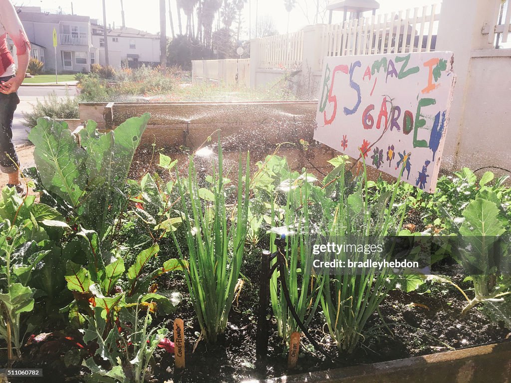 Children's school vegetable garden being watered