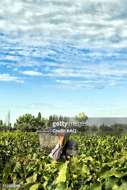 vendemmia - argentina-america-del-sud foto e immagini stock