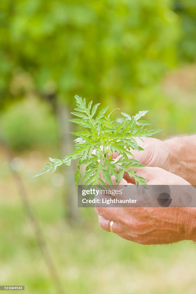Ragweed before blossoming