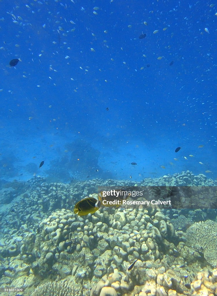 Underwater Scenes