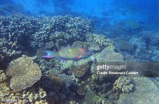 underwater scenes - bicolour parrotfish stock pictures, royalty-free photos & images