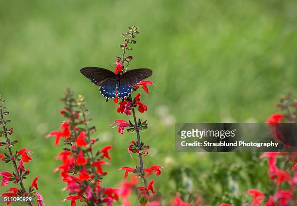 blue butterfly - pipevine swallowtail butterfly stock pictures, royalty-free photos & images