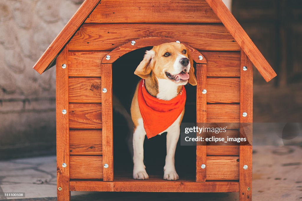 Dog Kennel