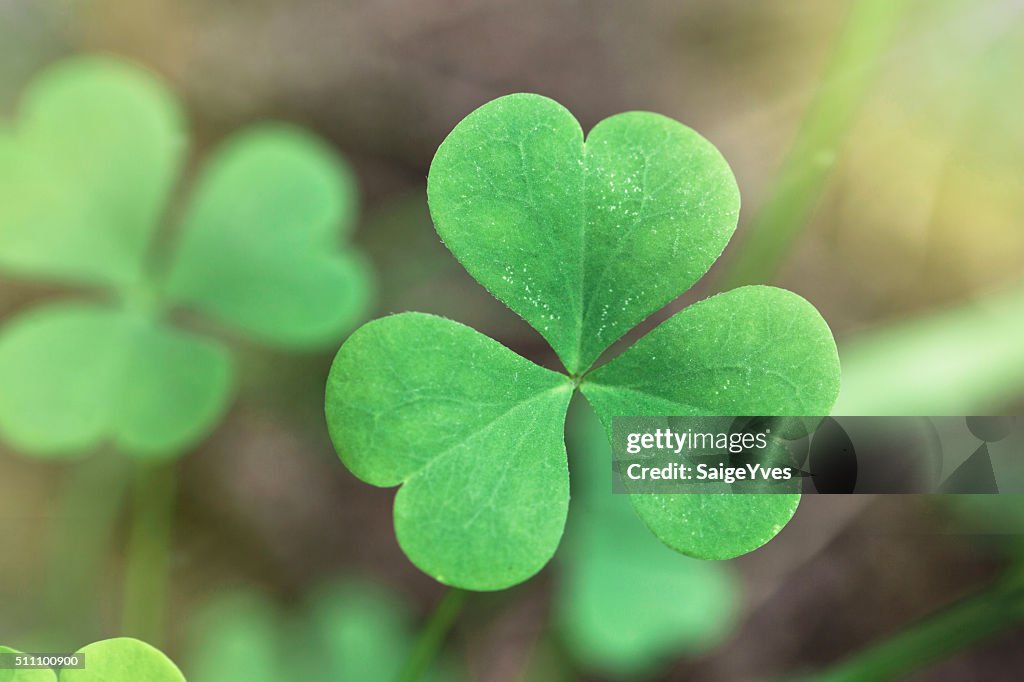 Shamrock close up