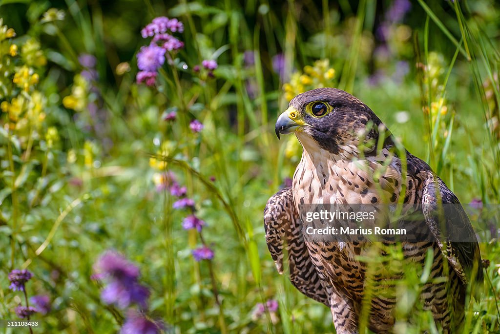 Peregrine Falcon, Falco peregrinus, Carpathians.