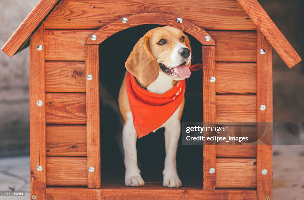 Dog Kennel