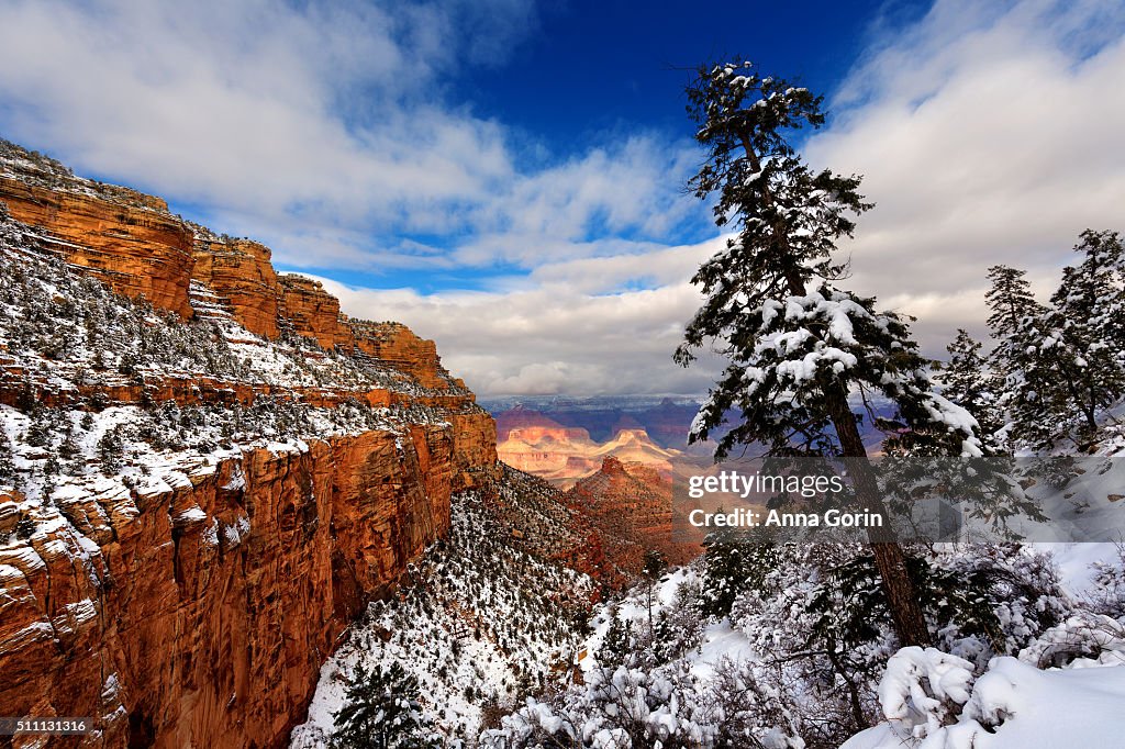 Snow along Bright Angel Trail of Grand Canyon and leaning evergreen tree