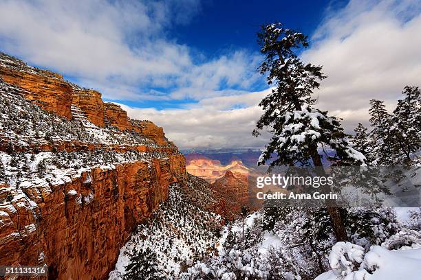 snow along bright angel trail of grand canyon and leaning evergreen tree - grand canyon village stock pictures, royalty-free photos & images