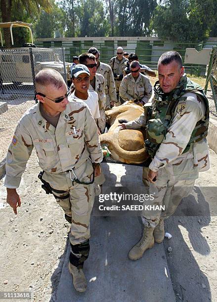 An Iraqi youth and US soldiers carry in stretcher an anaesthetized lioness as they take it into a cage after the feline was transported from the...