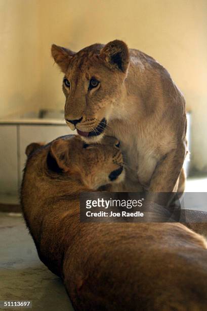 Two of nine lions that once belonged to Uday Hussein, a son of former Iraqi dictator Saddam Hussein, sit with each other in their new cage after...