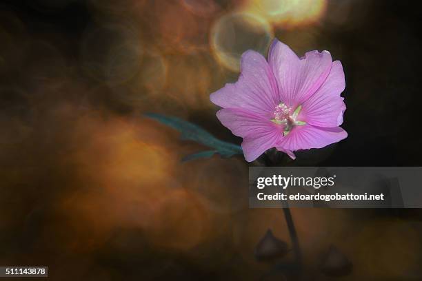 pink beauty - edoardogobattoninet fotografías e imágenes de stock