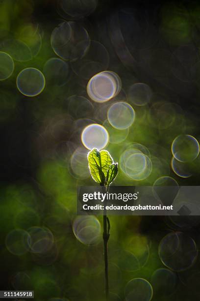 fiat lux #2 - edoardogobattoninet stock pictures, royalty-free photos & images