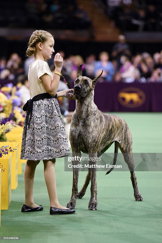 A Great Dane competes in the Junior Showmanship Finals during the
