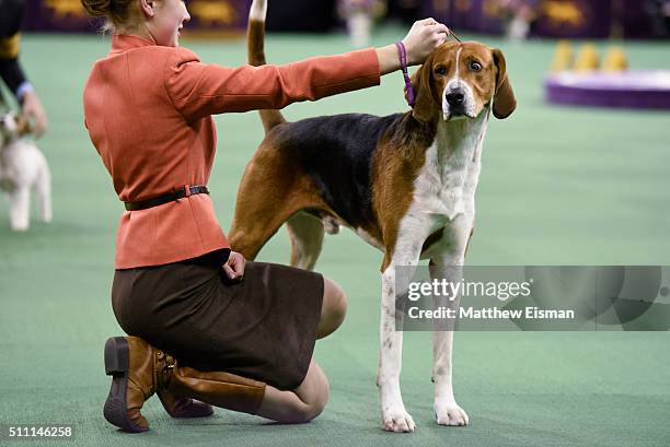 An American Foxhound and handler Sophie Rogers compete in the Junior Showmanship Finals during the second day of competition at the 140th Annual...