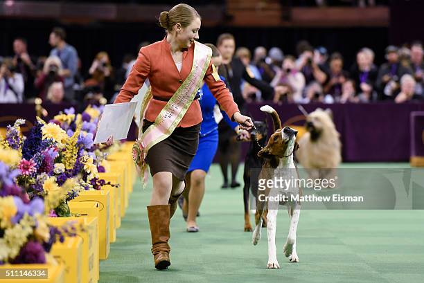 An American Foxhound and handler Sophie Rogers win the Junior Showmanship Finals during the second day of competition at the 140th Annual Westminster...