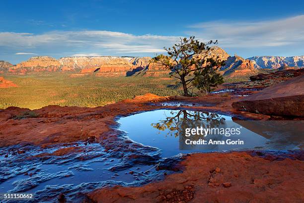 small juniper tree reflected perfectly in puddle atop doe mountain in sedona, arizona, at sunset with snowcapped rock formations in distance across valley - small juniper stock pictures, royalty-free photos & images