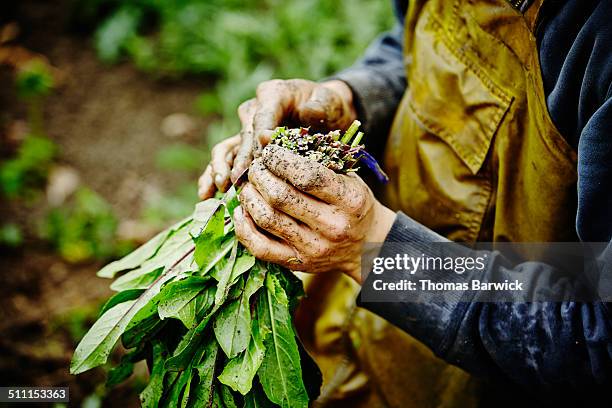 farmers hands bundling bunch of dandelion greens - farmhand stock-fotos und bilder