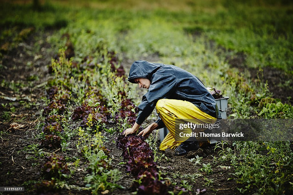 Farmer harvesting organic lettuce on farm