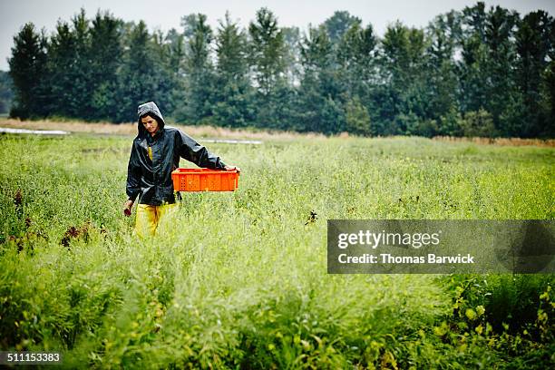 Farmers While Raining 1,196 Farmer Working In The Rain Stock Photos, High-Res Pictures, and ...