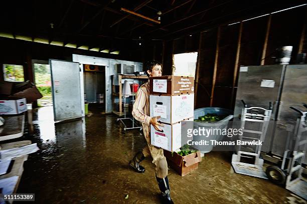 farmer carrying stack of boxes through work shed - effort stock pictures, royalty-free photos & images