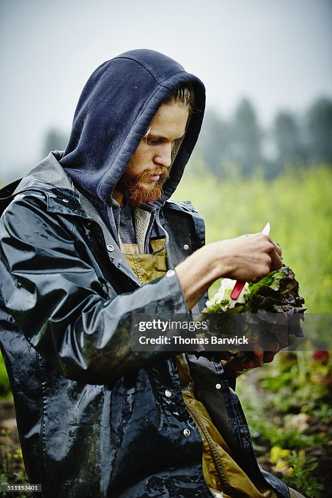 Farmer in field inspecting organic lettuce