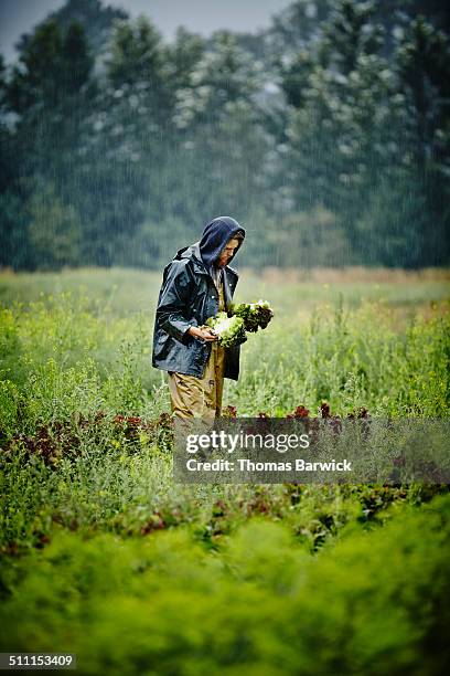 Farmers While Raining 1,196 Farmer Working In The Rain Stock Photos, High-Res Pictures, and ...
